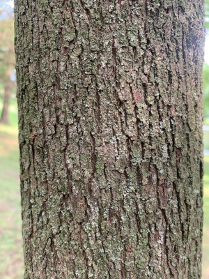 Redbud Bark